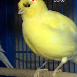 Düz Sarı Kategorisinde Yarışır
Üretici: Cem Göçen